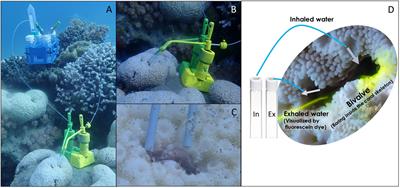 Feeding on the smallest cells: an in situ study of picoplankton capture by bivalve molluscs from oligotrophic waters